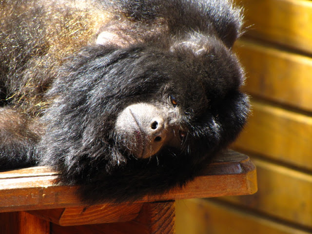 Monkeyland and Birds of Eden 17.11.2011