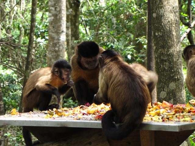 Monkeyland and Birds of Eden 17.11.2011