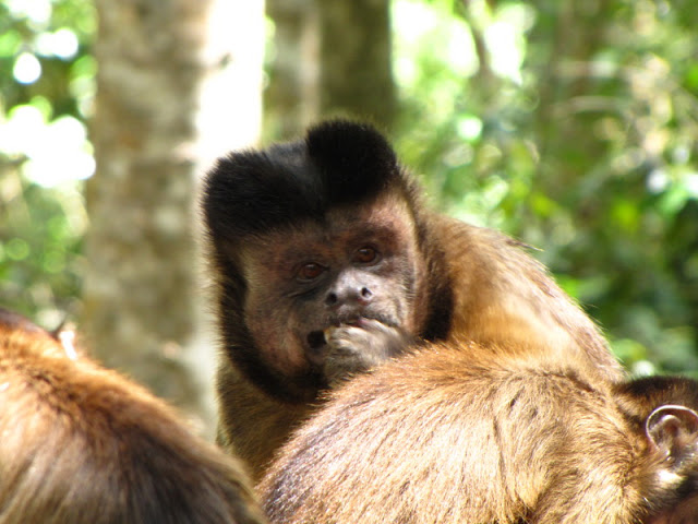 Monkeyland and Birds of Eden 17.11.2011