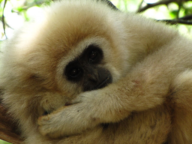 Monkeyland and Birds of Eden 17.11.2011