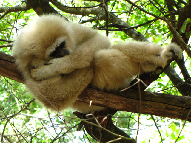 Monkeyland and Birds of Eden 17.11.2011