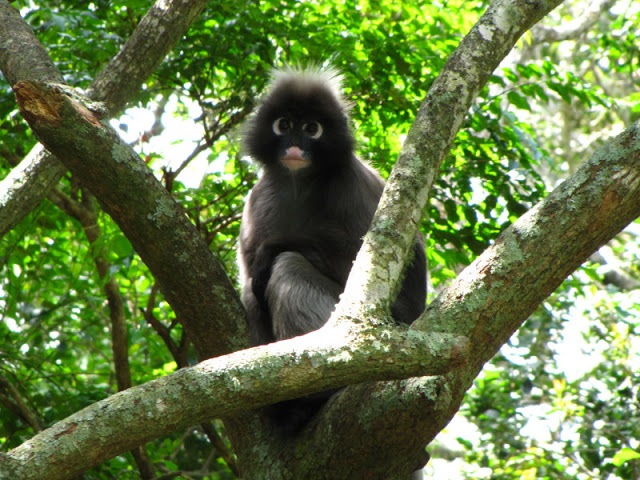 Monkeyland and Birds of Eden 17.11.2011