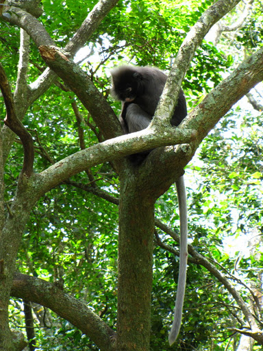 Monkeyland and Birds of Eden 17.11.2011