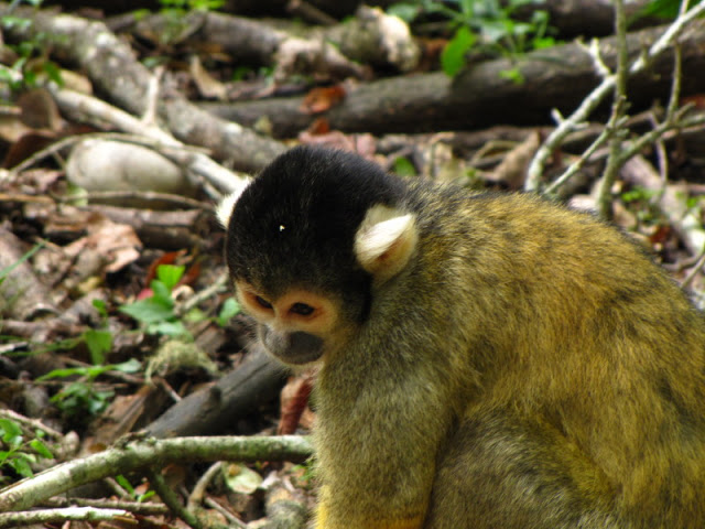 Monkeyland and Birds of Eden 17.11.2011