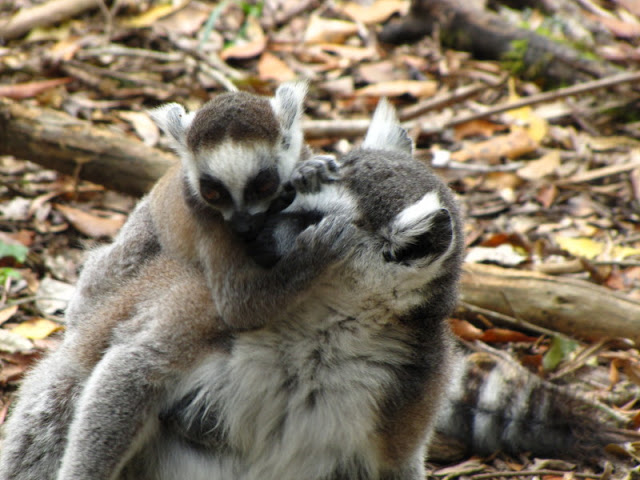 Monkeyland and Birds of Eden 17.11.2011