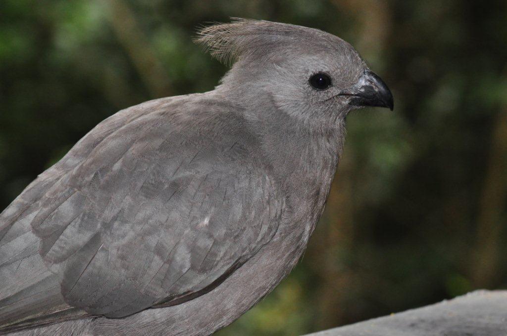 Monkeyland and Birds of Eden, Plettenberg Bay