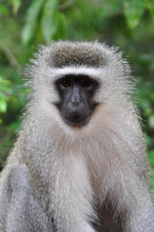 Monkeyland and Birds of Eden, Plettenberg Bay