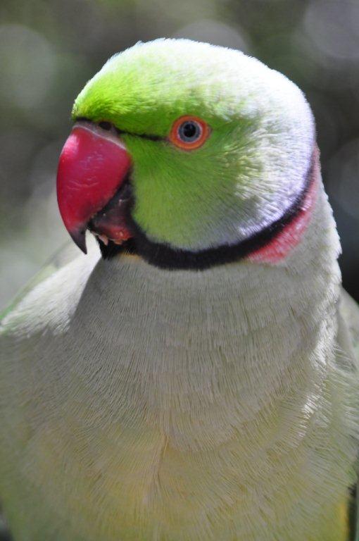 Monkeyland and Birds of Eden, Plettenberg Bay