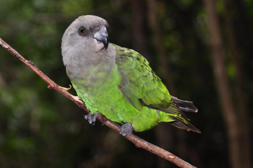Monkeyland and Birds of Eden, Plettenberg Bay