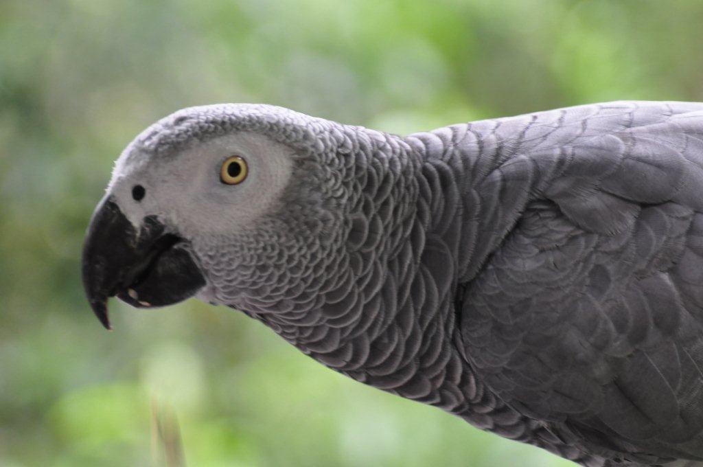 Monkeyland and Birds of Eden, Plettenberg Bay