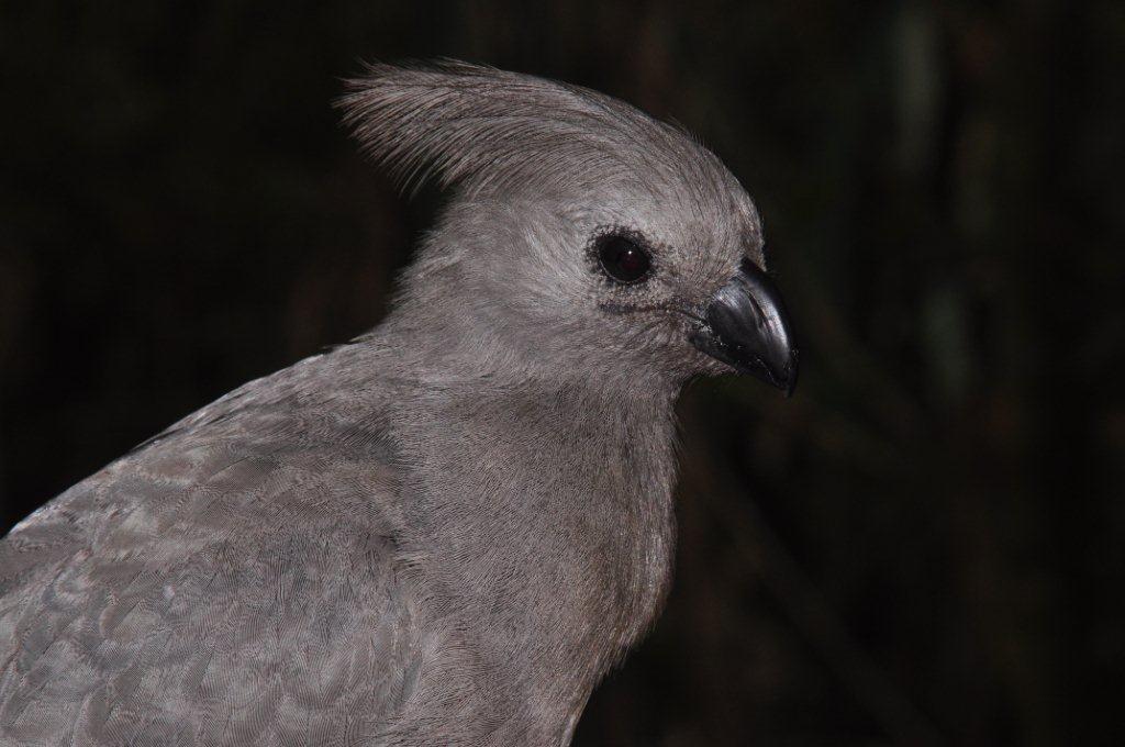 Monkeyland and Birds of Eden, Plettenberg Bay