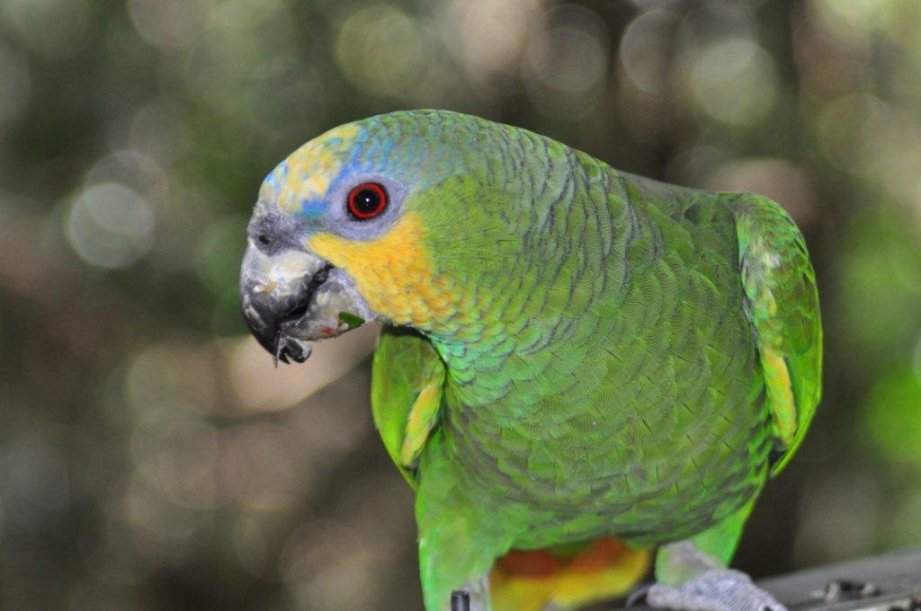 Monkeyland and Birds of Eden, Plettenberg Bay