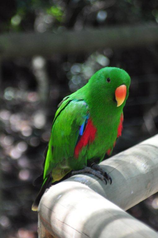 Monkeyland and Birds of Eden, Plettenberg Bay