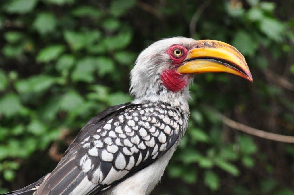 Monkeyland and Birds of Eden, Plettenberg Bay