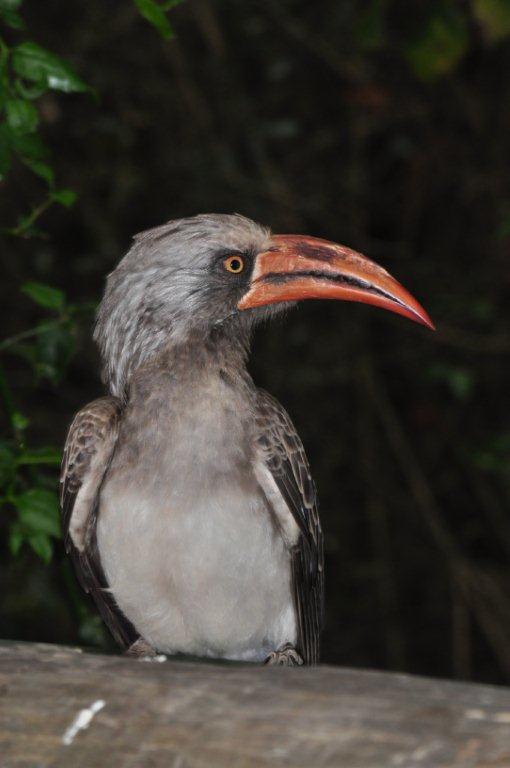 Monkeyland and Birds of Eden, Plettenberg Bay