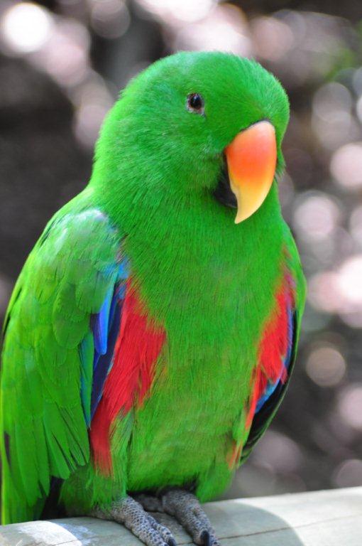 Monkeyland and Birds of Eden, Plettenberg Bay