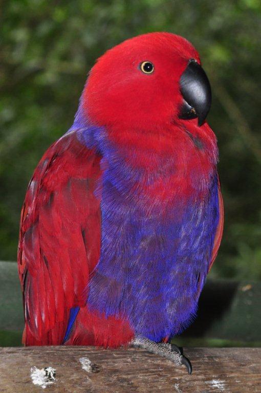 Monkeyland and Birds of Eden, Plettenberg Bay