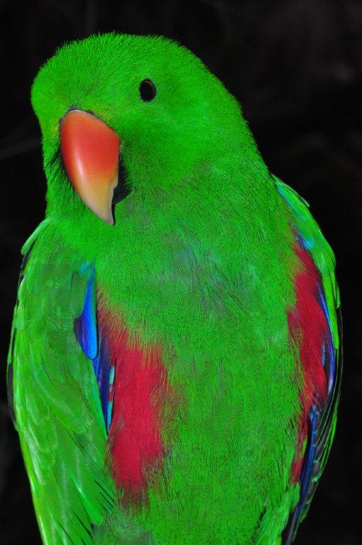 Monkeyland and Birds of Eden, Plettenberg Bay