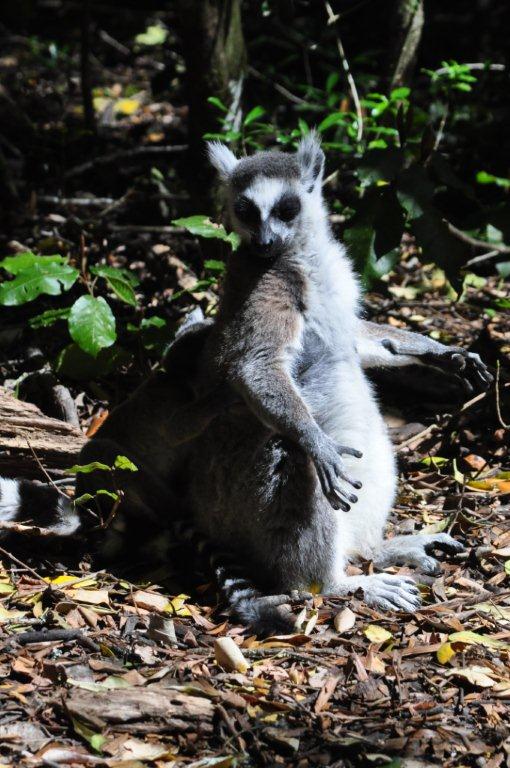 Monkeyland and Birds of Eden, Plettenberg Bay