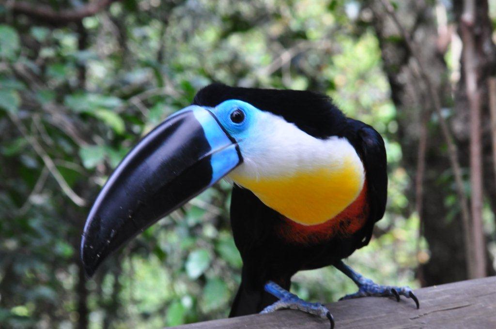 Monkeyland and Birds of Eden, Plettenberg Bay