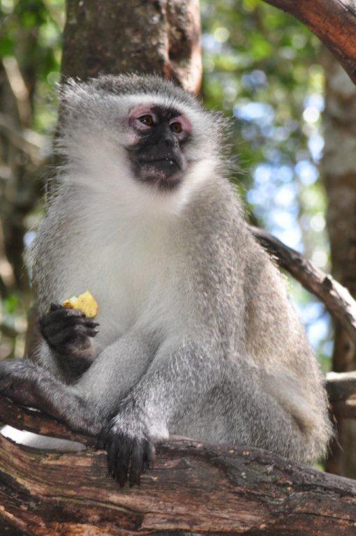 Monkeyland and Birds of Eden, Plettenberg Bay