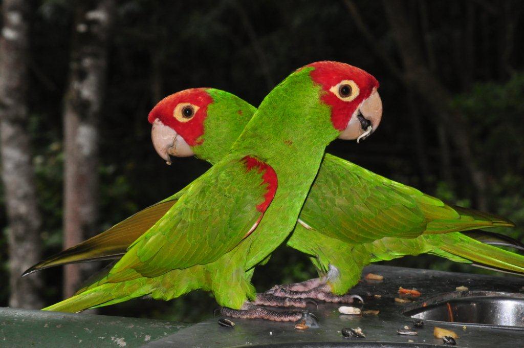 Monkeyland and Birds of Eden, Plettenberg Bay