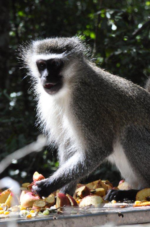 Monkeyland and Birds of Eden, Plettenberg Bay
