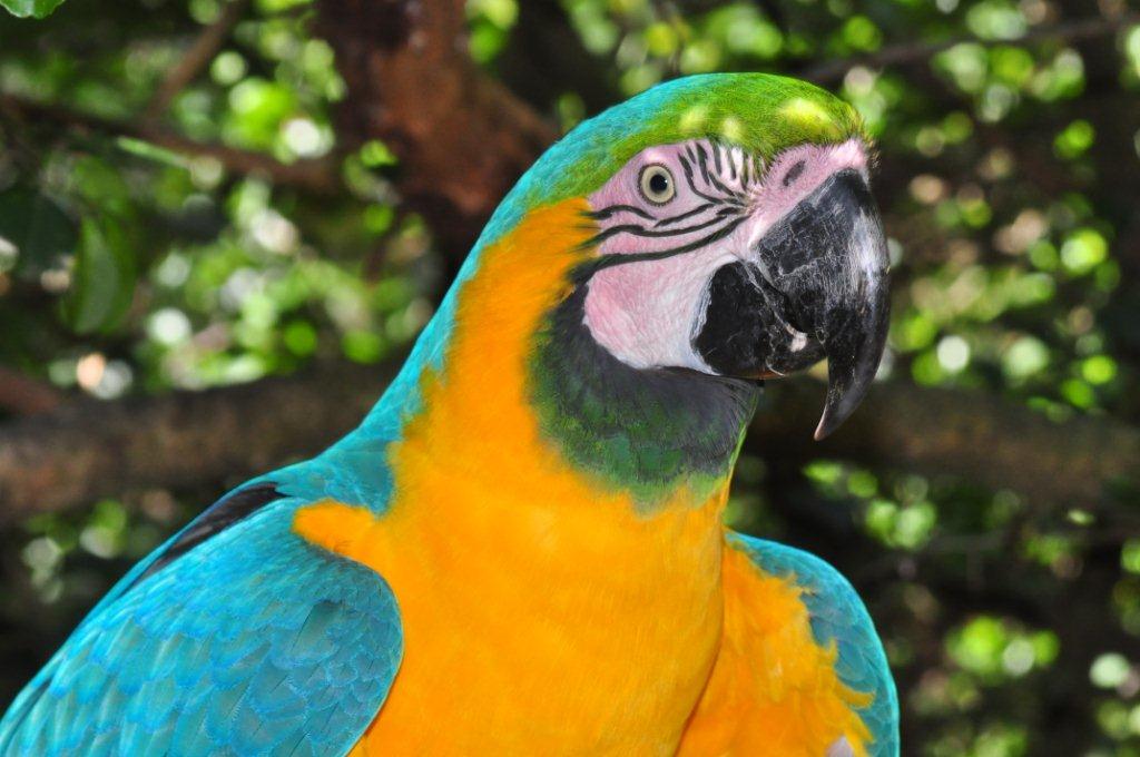 Monkeyland and Birds of Eden, Plettenberg Bay