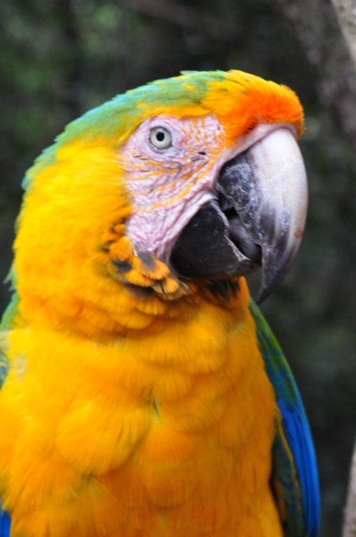 Monkeyland and Birds of Eden, Plettenberg Bay