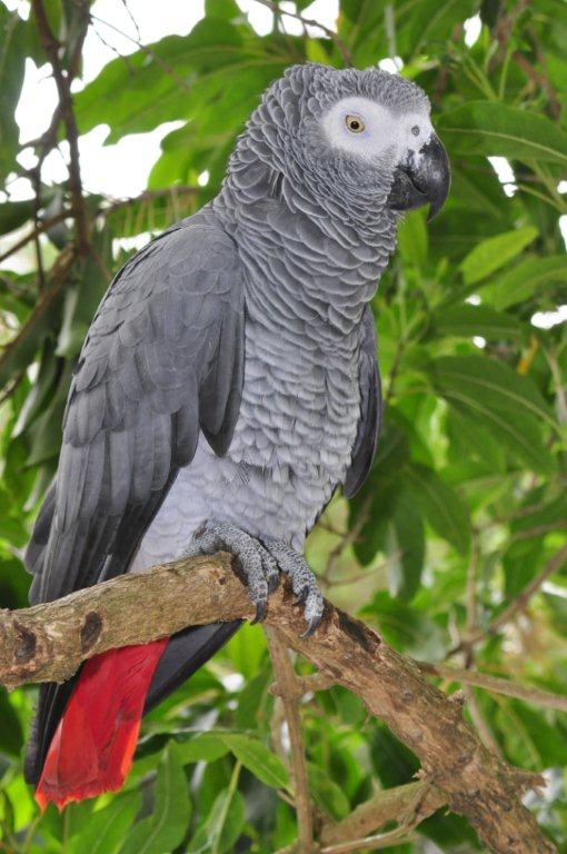 Monkeyland and Birds of Eden, Plettenberg Bay