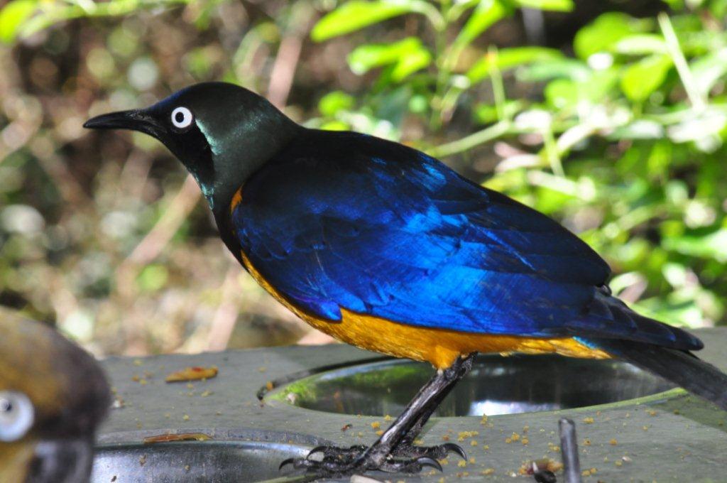 Monkeyland and Birds of Eden, Plettenberg Bay