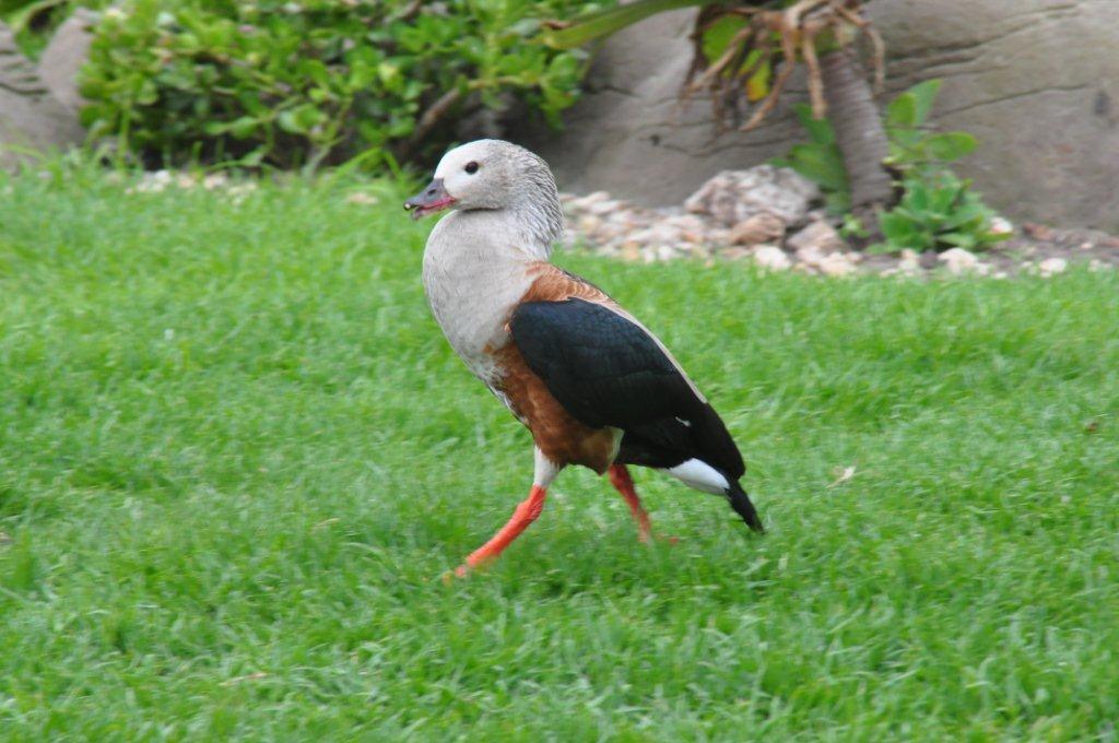 Monkeyland and Birds of Eden, Plettenberg Bay