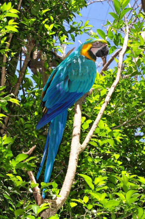 Monkeyland and Birds of Eden, Plettenberg Bay