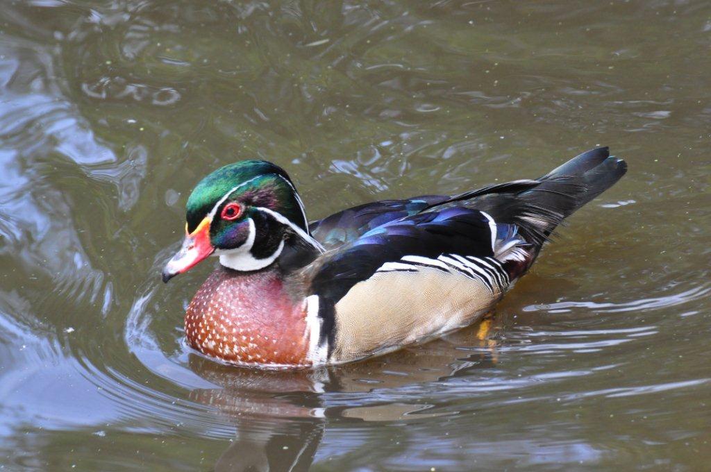 Monkeyland and Birds of Eden, Plettenberg Bay