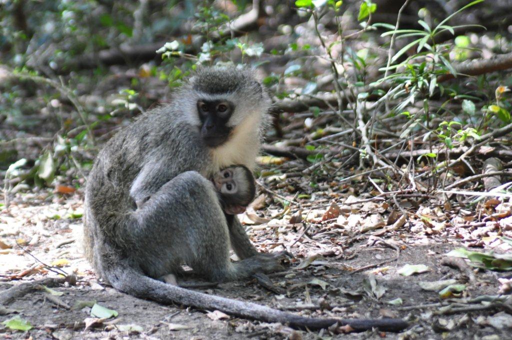 Monkeyland and Birds of Eden, Plettenberg Bay