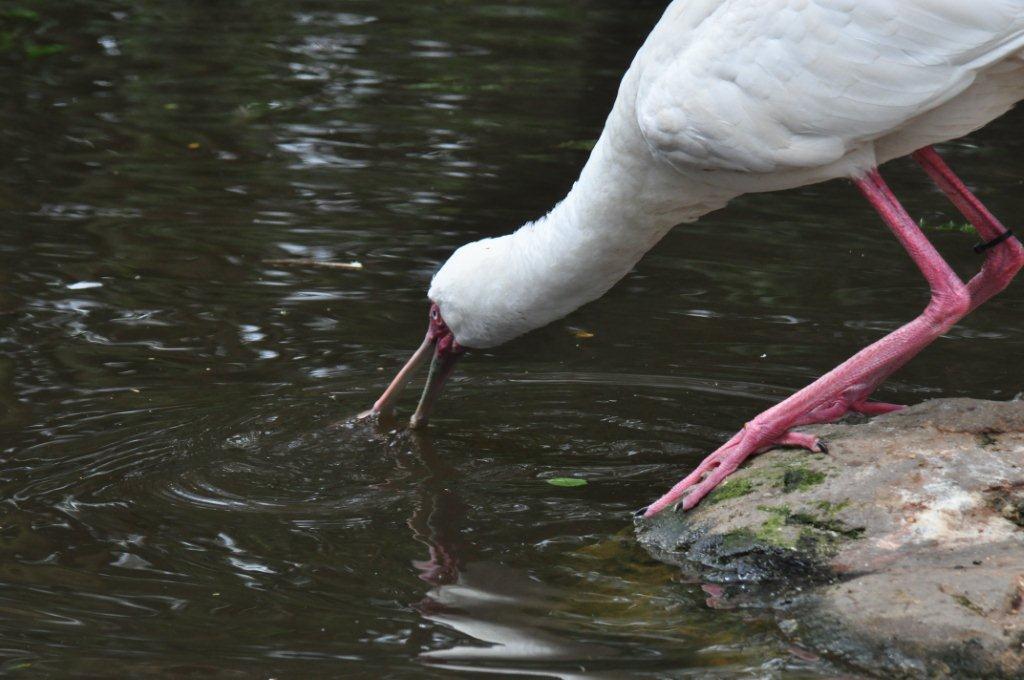 Monkeyland and Birds of Eden, Plettenberg Bay