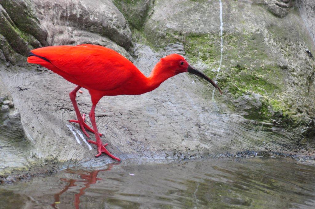 Monkeyland and Birds of Eden, Plettenberg Bay