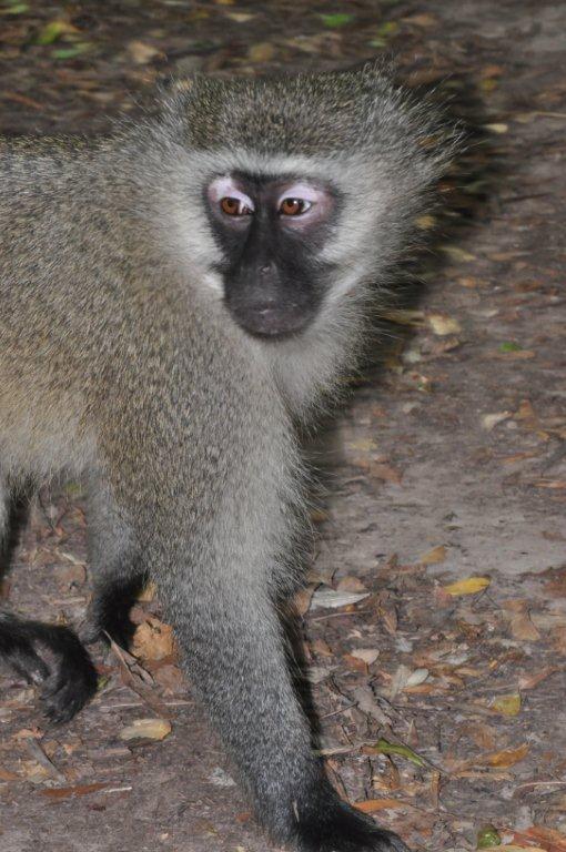 Monkeyland and Birds of Eden, Plettenberg Bay