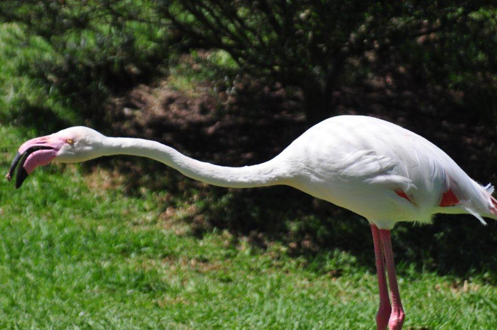 Monkeyland and Birds of Eden, Plettenberg Bay