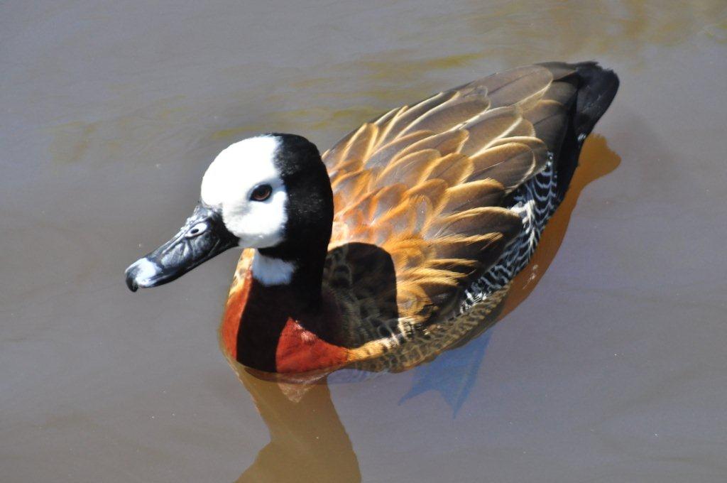 Monkeyland and Birds of Eden, Plettenberg Bay