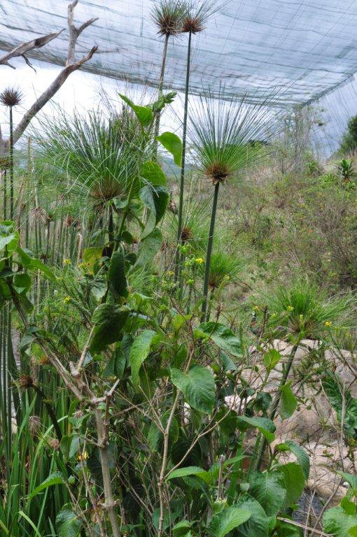 Monkeyland and Birds of Eden, Plettenberg Bay