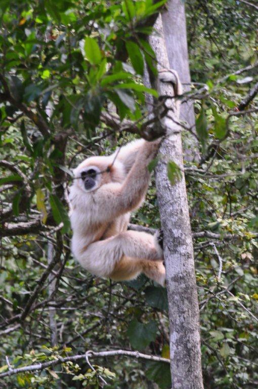 Monkeyland and Birds of Eden, Plettenberg Bay