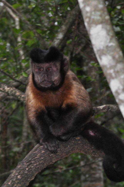 Monkeyland and Birds of Eden, Plettenberg Bay