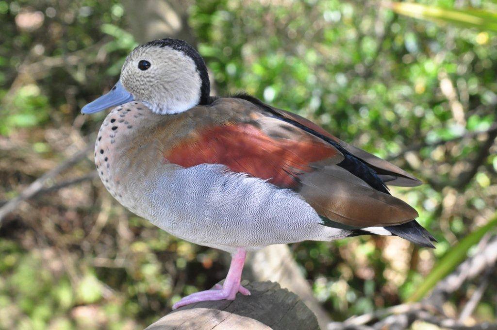 Monkeyland and Birds of Eden, Plettenberg Bay