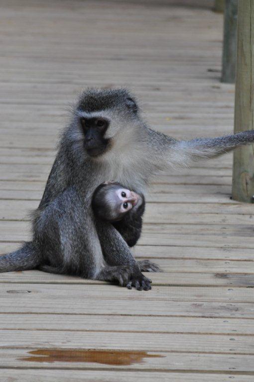 Monkeyland and Birds of Eden, Plettenberg Bay