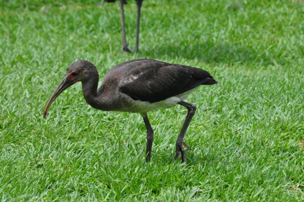 Monkeyland and Birds of Eden, Plettenberg Bay