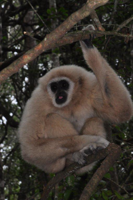 Monkeyland and Birds of Eden, Plettenberg Bay