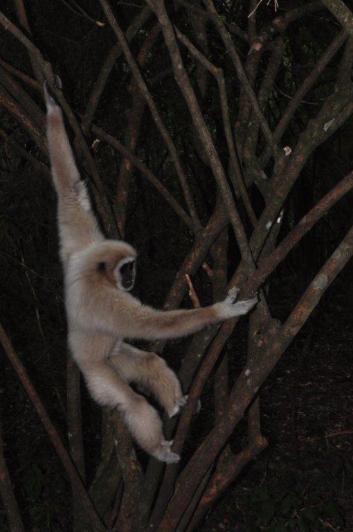 Monkeyland and Birds of Eden, Plettenberg Bay