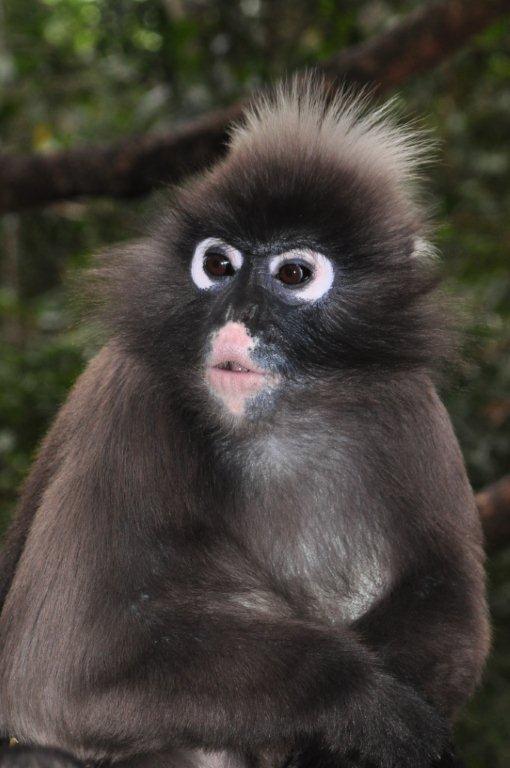 Monkeyland and Birds of Eden, Plettenberg Bay