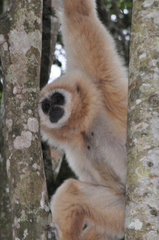 Monkeyland and Birds of Eden, Plettenberg Bay